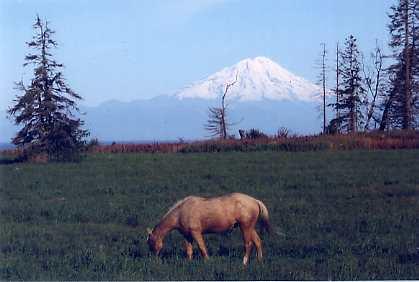 horse grazing in Alaska