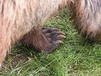 closeup of bear paw and legs