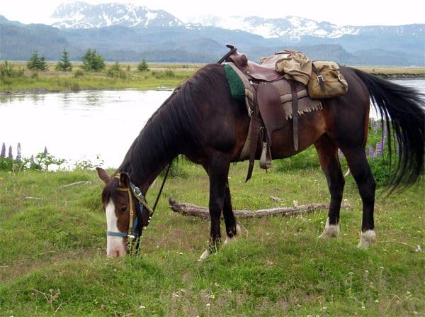 saddled horse grazing