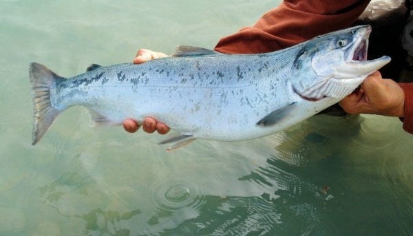 hands holding a silver salmon