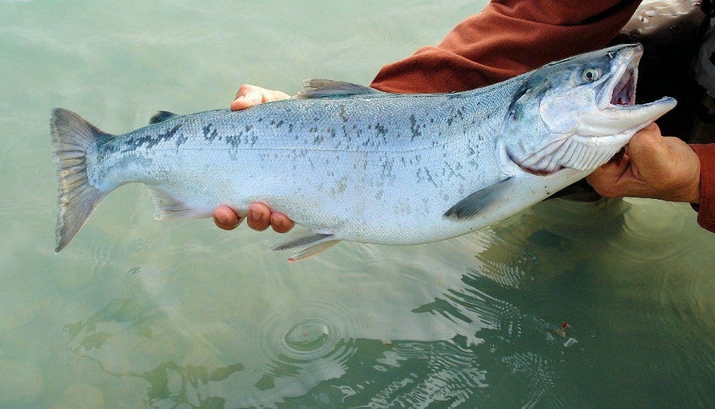 Affordable All-Inclusive Alaska Fishing Vacation Packages
