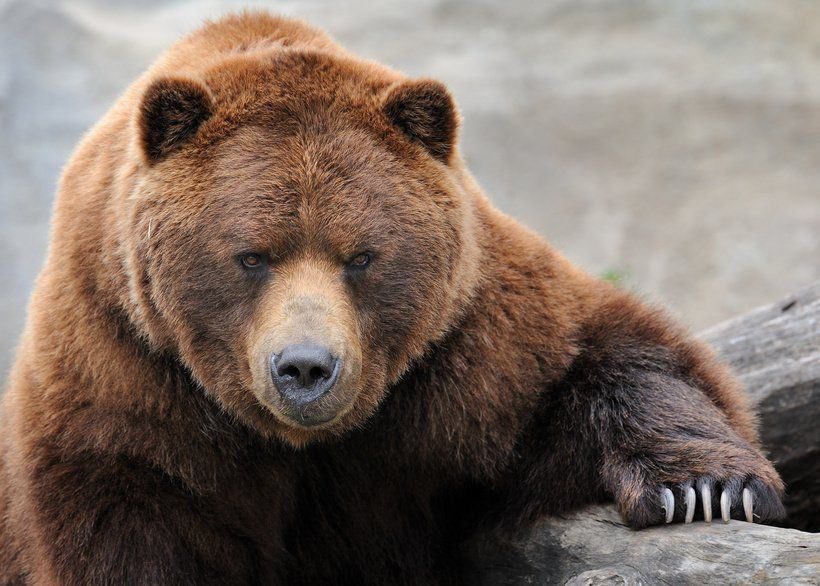 Adventures-Vacation-Bear-Button Adventures-Vacation-Bear-Button