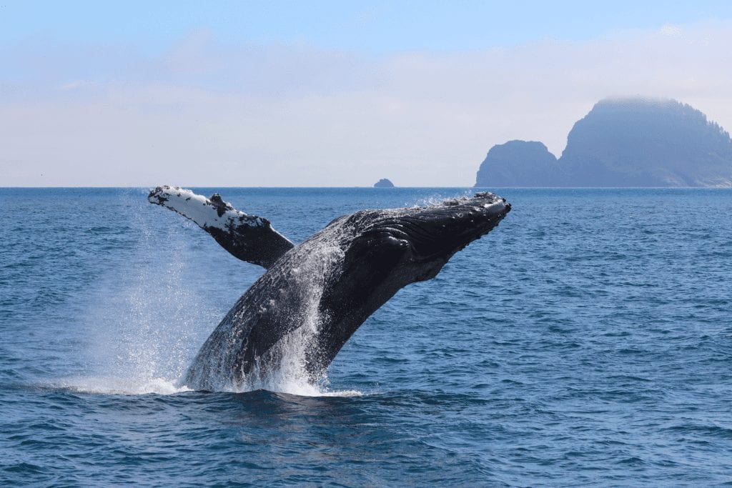 whale breaching the water in Alaska