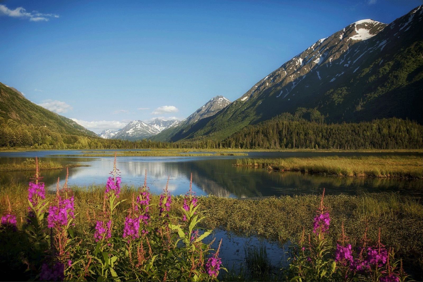 Alaskan mountain view with lake and Fireweed