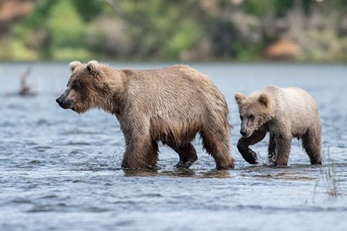 Alaskan Brown Bear Sow And Cub An Alaskan brown bear cub shakes while standing in the water of Brooks River next to its mother in Katmai National Park Alaska
