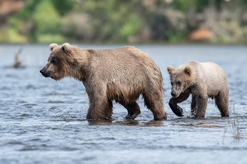 An Alaskan brown bear cub shakes while standing in the water of Brooks River next to its mother in Katmai National Park Alaska