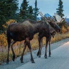 Alaskan moose on a road