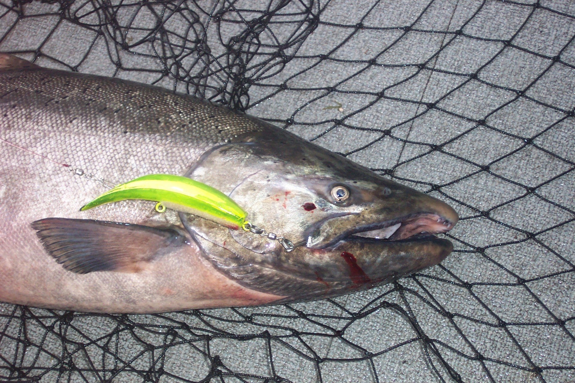 caught salmon with lure in mouth