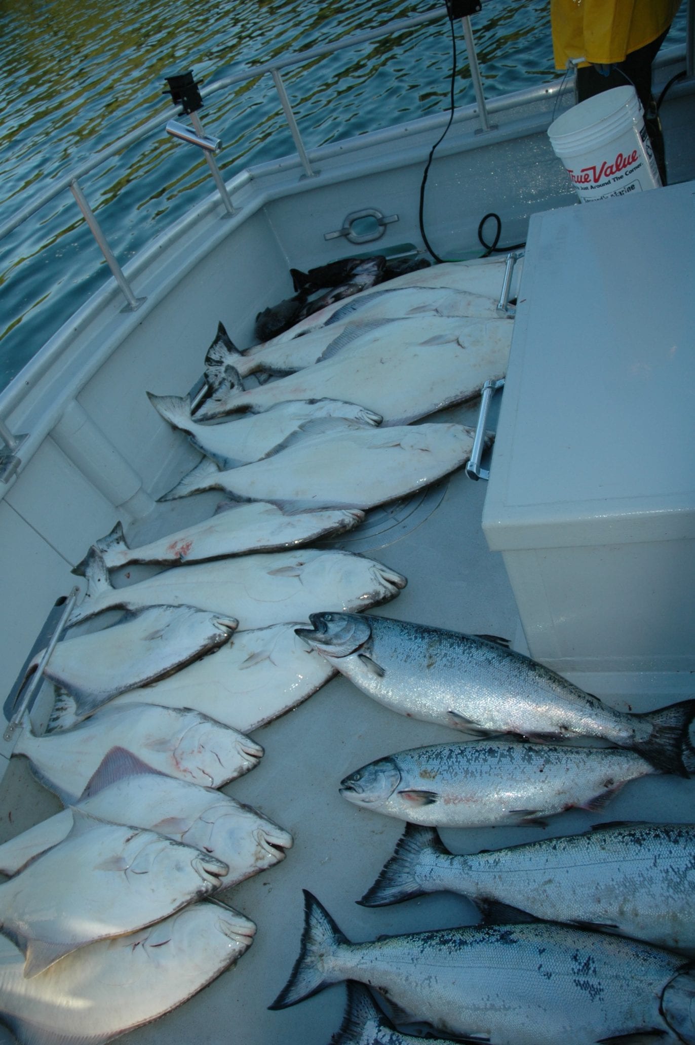 caught fish on boat deck