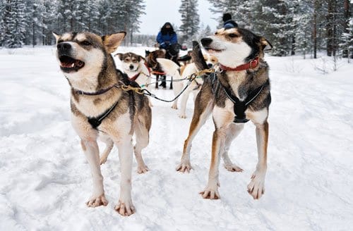 huskies pulling a dog sled in Alaska