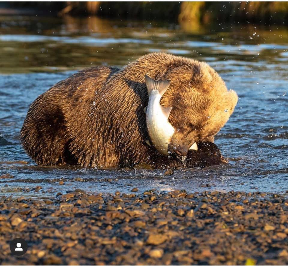 bear eating salmon