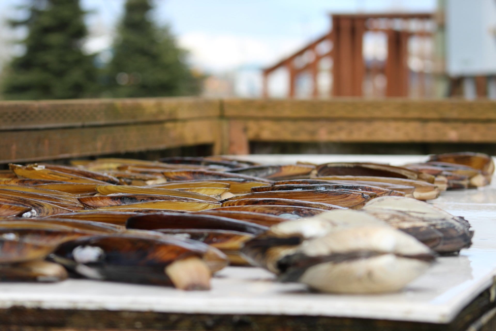 fresh caught mussels on a table