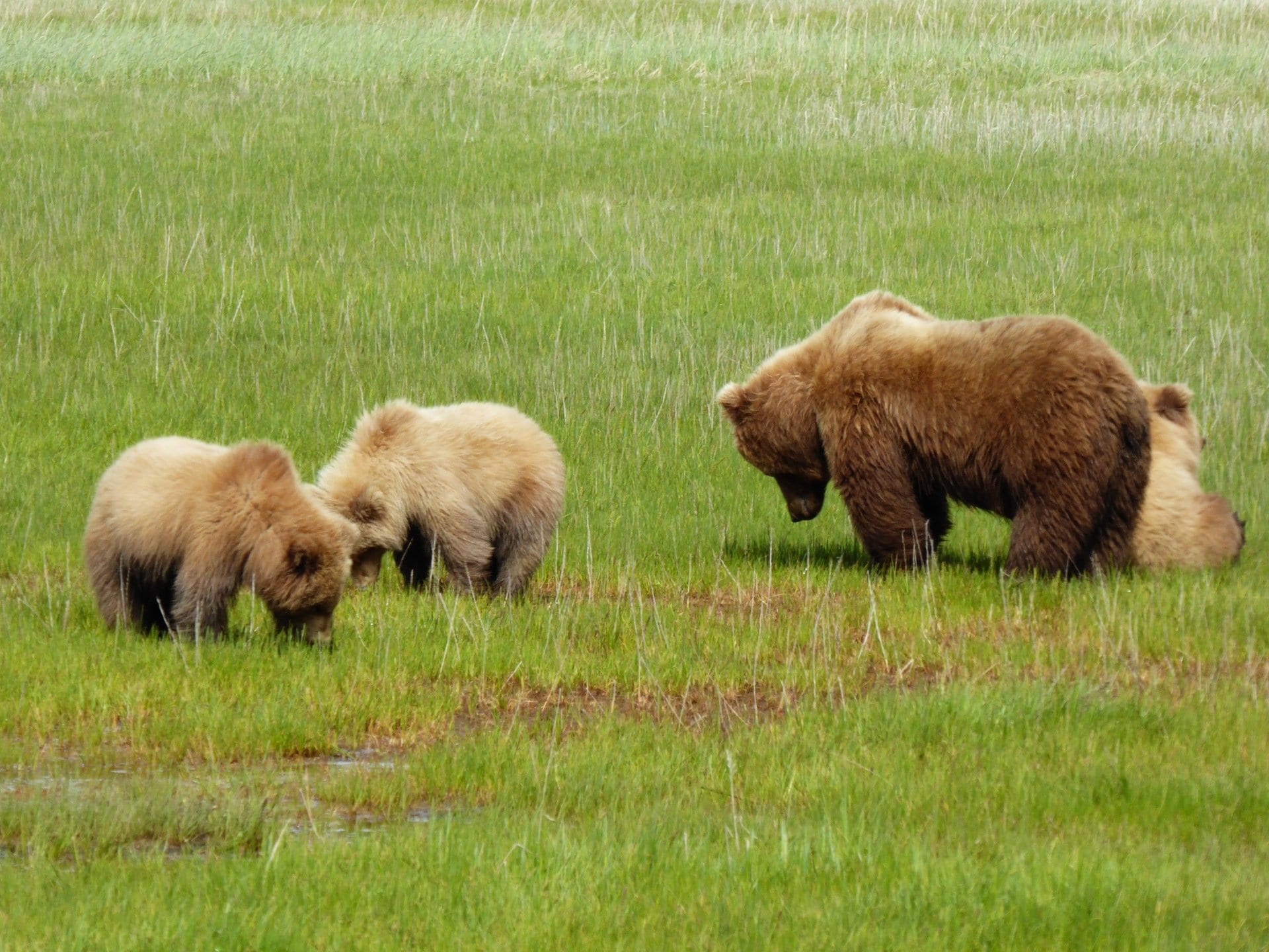 brown bear family in a field