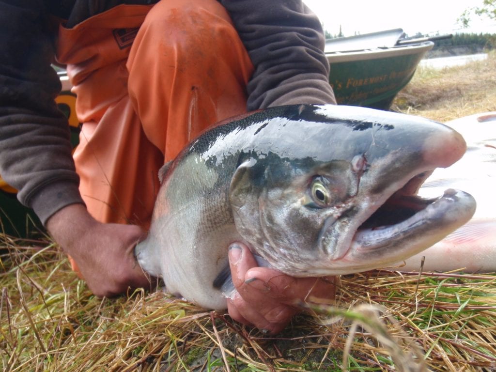 person holding fish