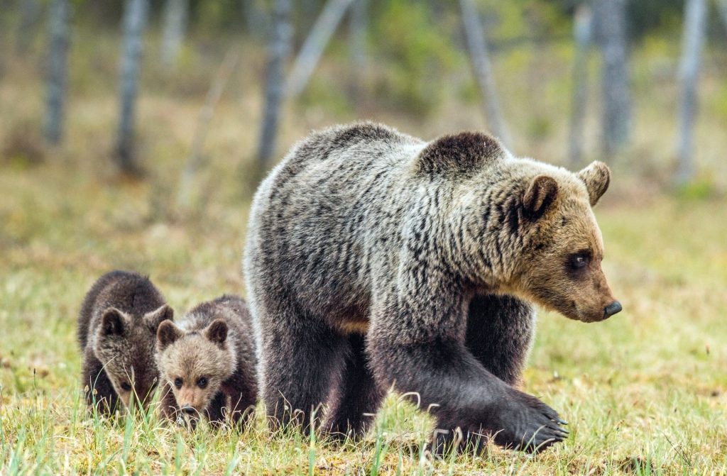 close-up of mother brown bear walking through open grass with two small cubs following closely behind