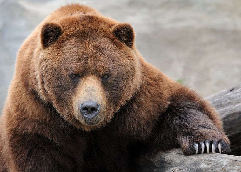 large Alaskan grizzly bear