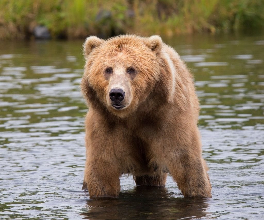 grizzly bear in river