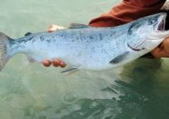 hands holding a silver salmon