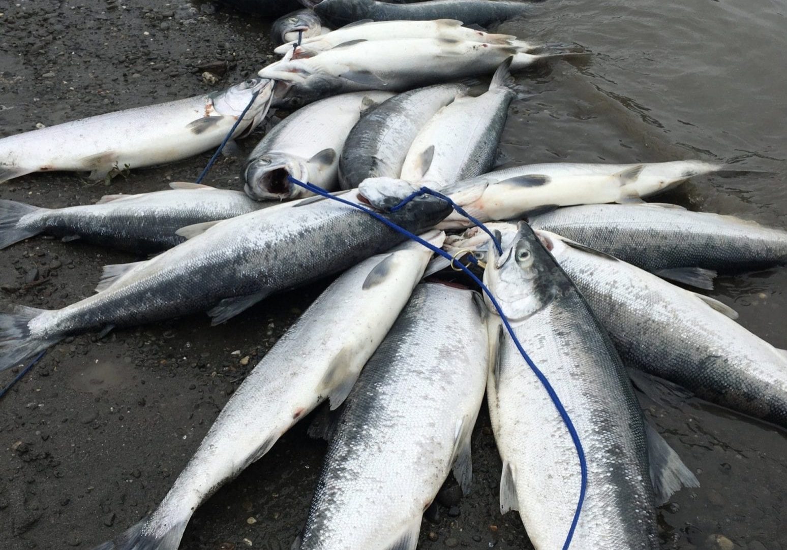 a bunch of fish on the river bed