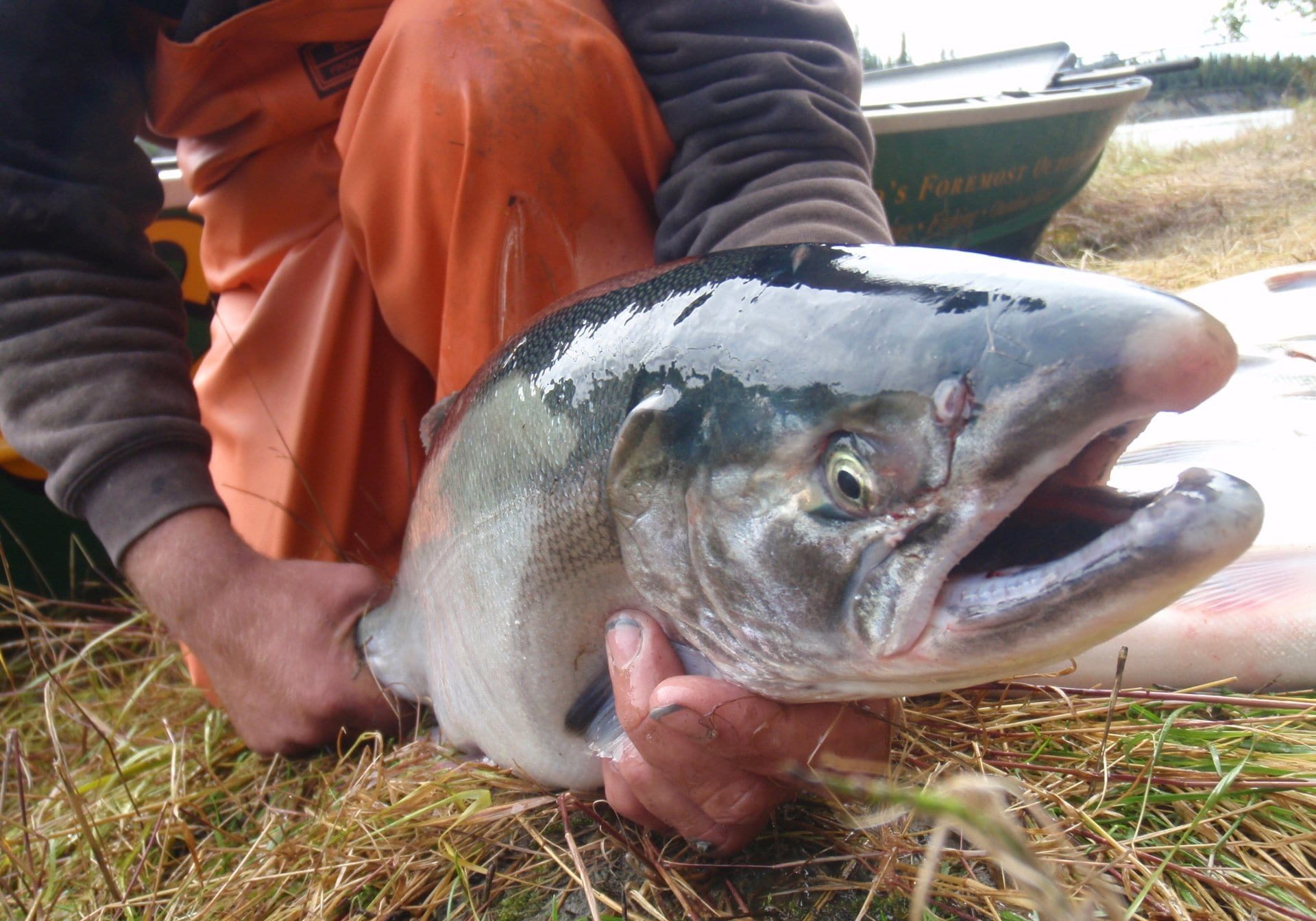 person holding fish