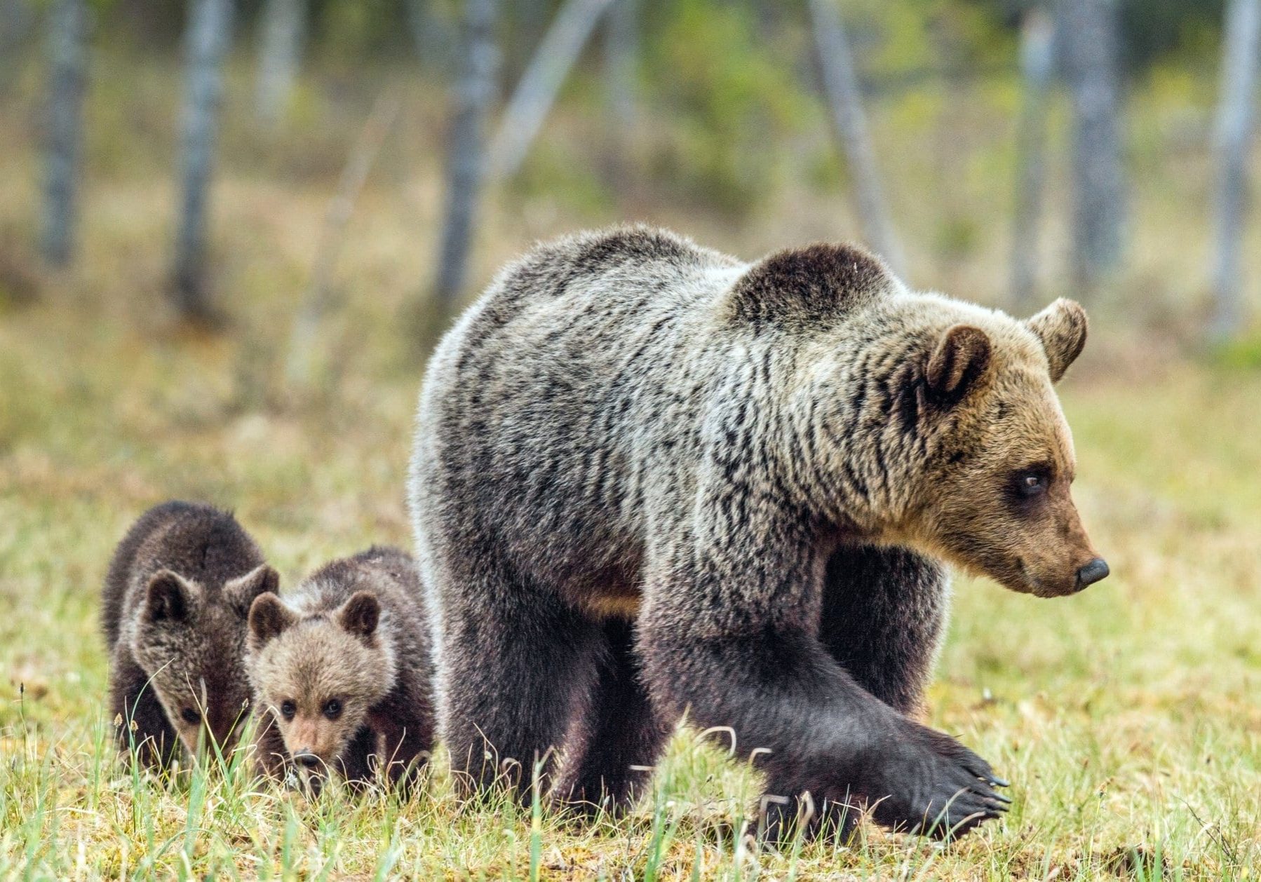 close-up of mother brown bear walking through open grass with two small cubs following closely behind