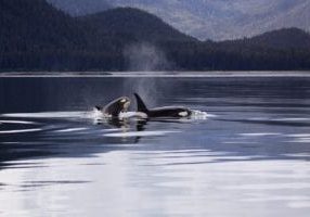 mother and baby killer whales in water