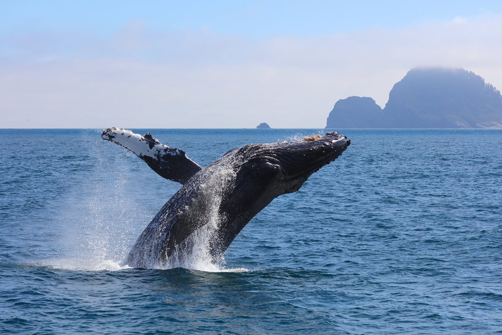 humpback whale breaching the water