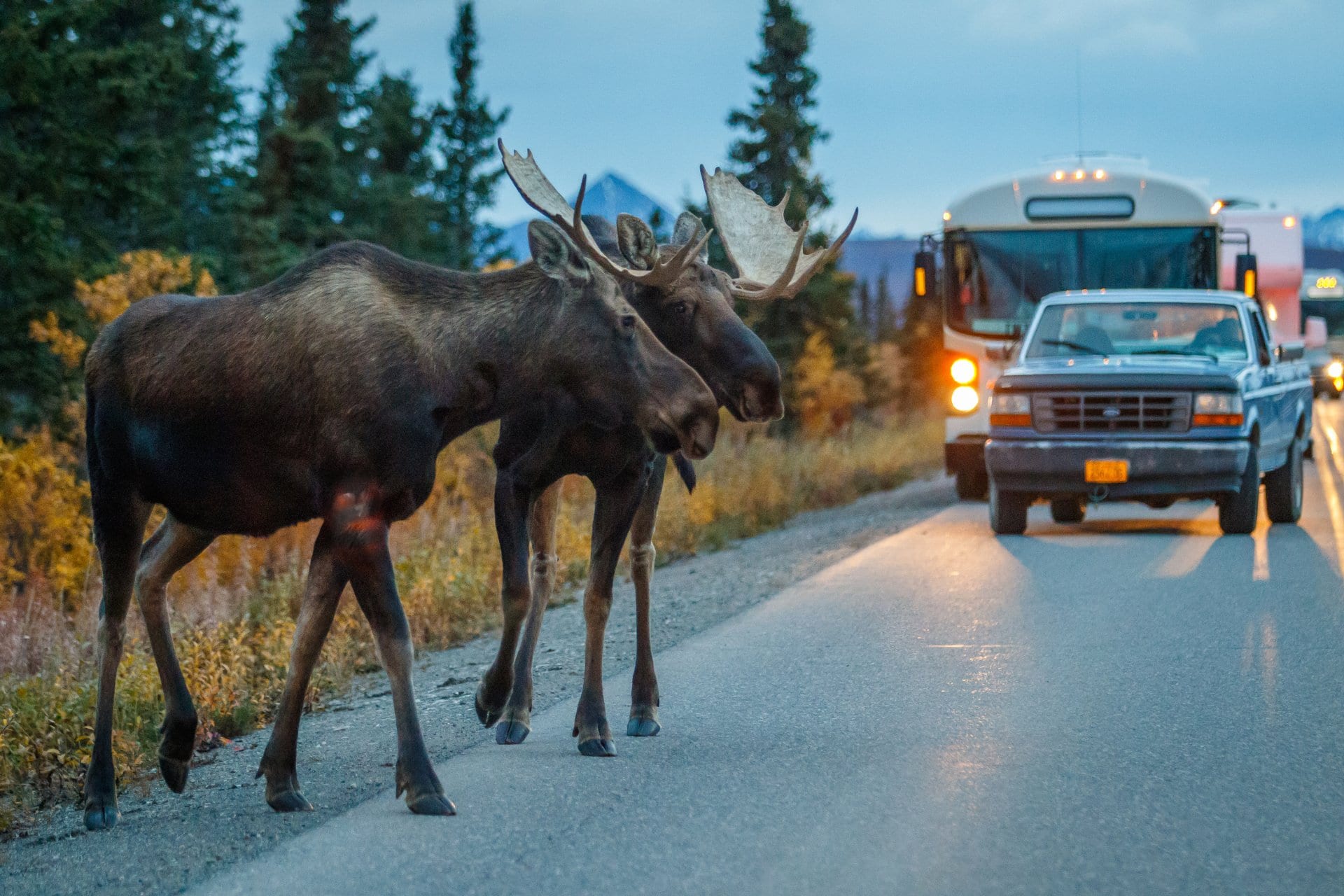 two bull moose holding up traffic