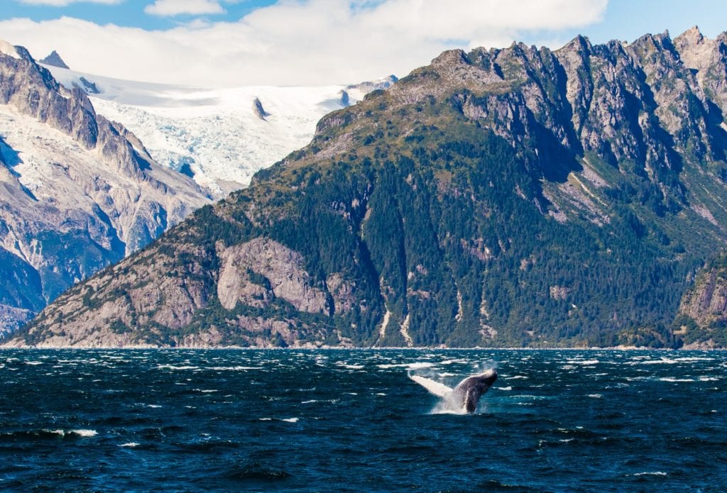 humpack whale breaching