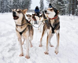 bigstock-People-On-Husky-Dogs-Sledding-197356249-1024x819