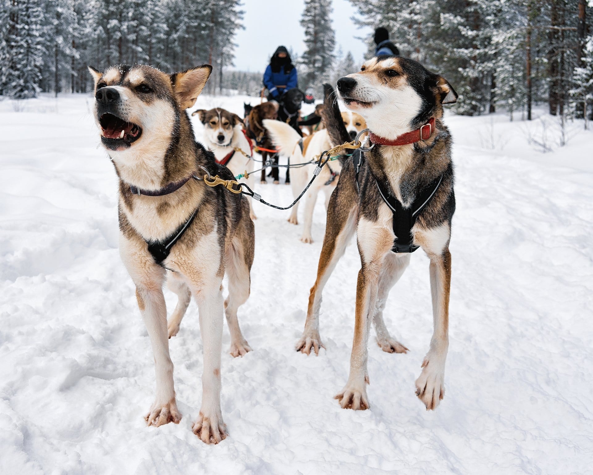 husky sled dogs