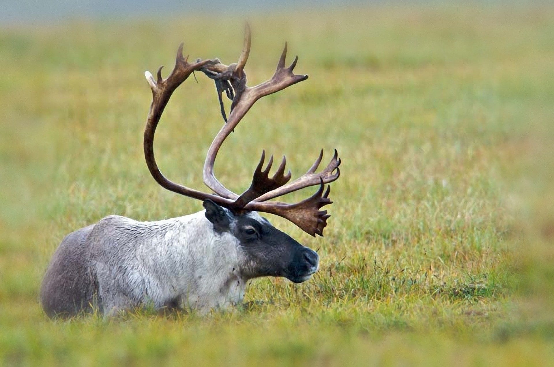 carabou with large antlers