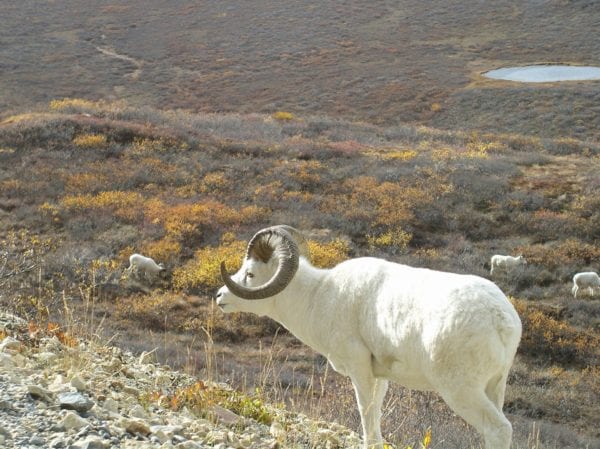 Dall sheep in Alaska