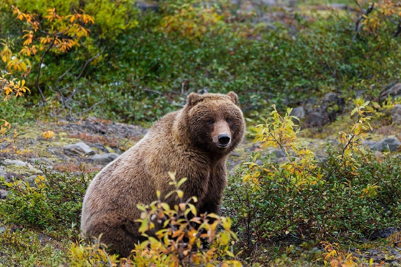 grizzly bear in Alaska