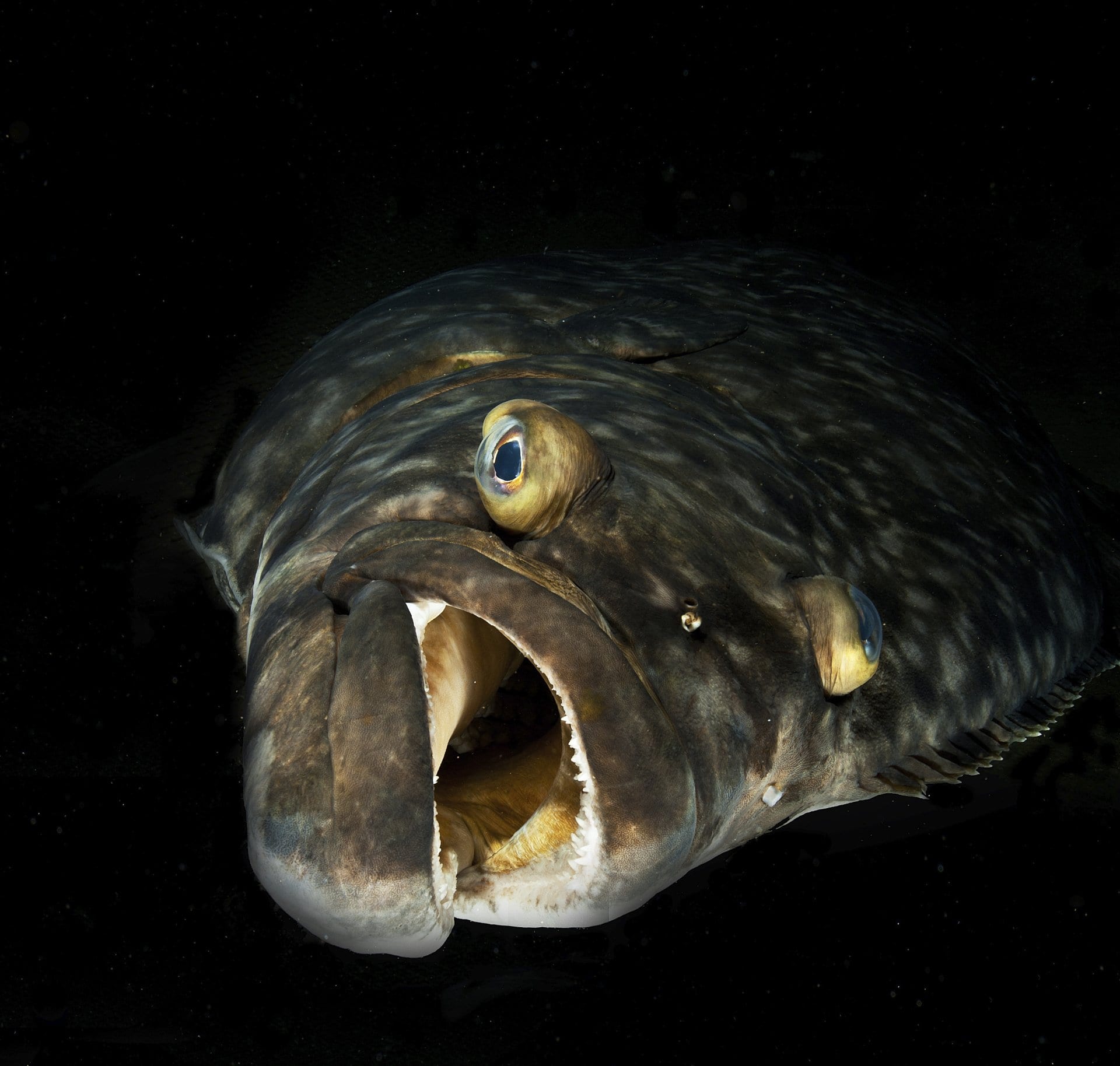 closeup of fish with mouth open