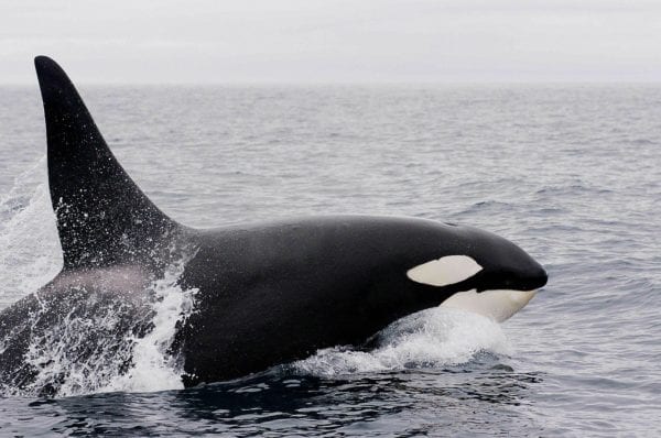 killer whale swimming on top of water
