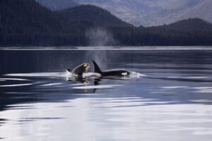 killer-whales-1945428_1280