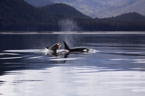 mother and baby killer whales in water