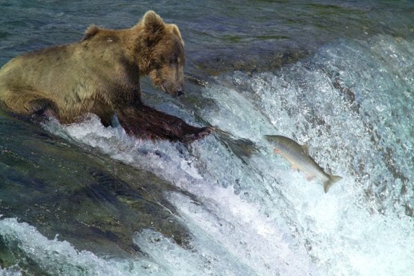 Kodiak brown bear catching fish in a river