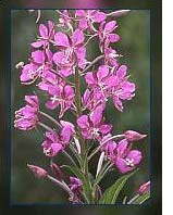 Alaska fireweed