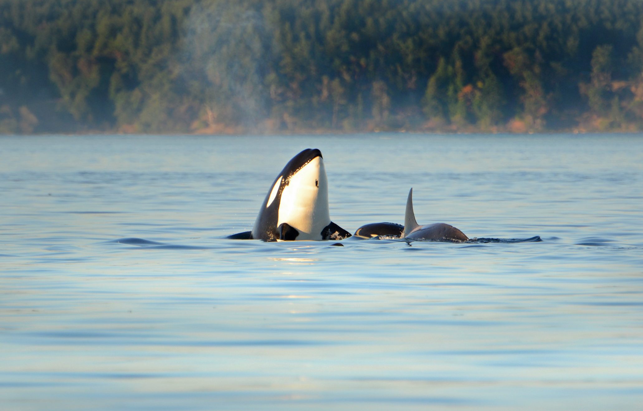 killer whale breaching water